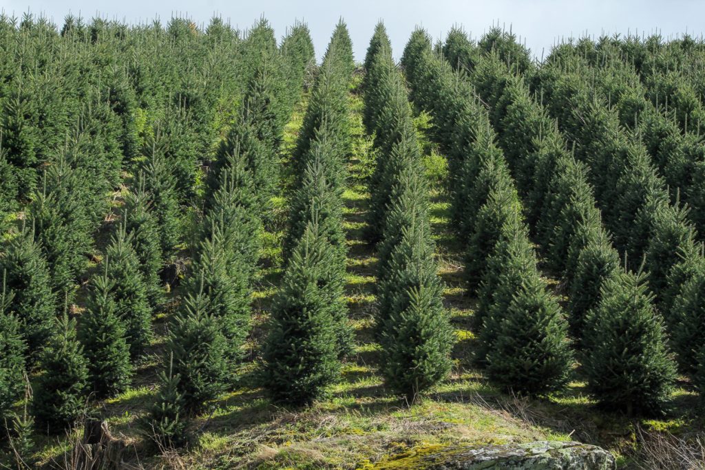 Christmas trees lined up in rows on the farm