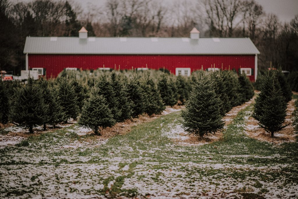 Christmas trees in rows with snow on ground